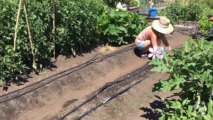 Boggs Tract Community Farm