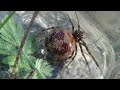 Viuda falsa triangulada (Steatoda triangulosa). Soñarás con ella...y no te va a gustar. GONZALO.