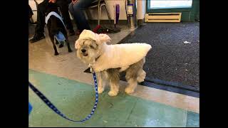2nd Halloween Dog Costume Show Contest - 2017
