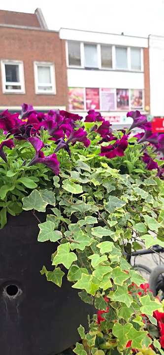 Beautiful Flowers #remix #music #dj #newmusic #asmr #travel #londoners #satisfying #flowers #song