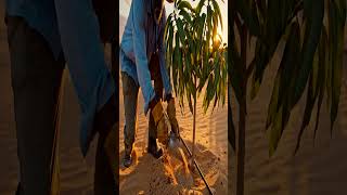 From Mango Farm to Factory Complete Process