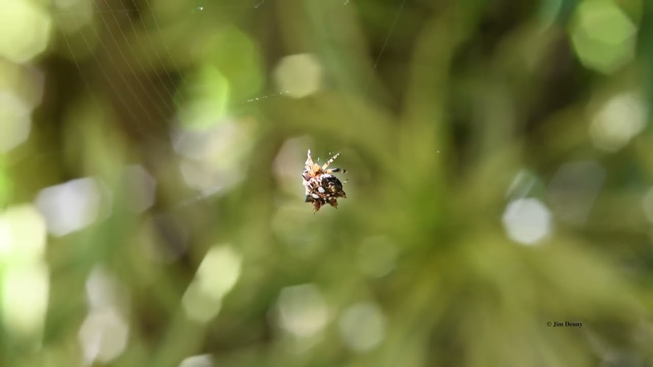 Asian Spiny-backed Orb Weaver   4K