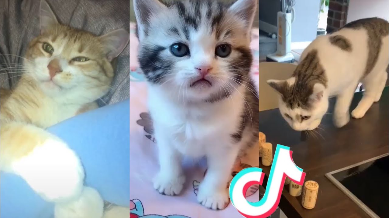 BEST CAT TIKTOKS! 6 YouTube