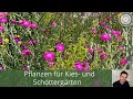 Pflanzen für den Schotter- und Kiesgarten
