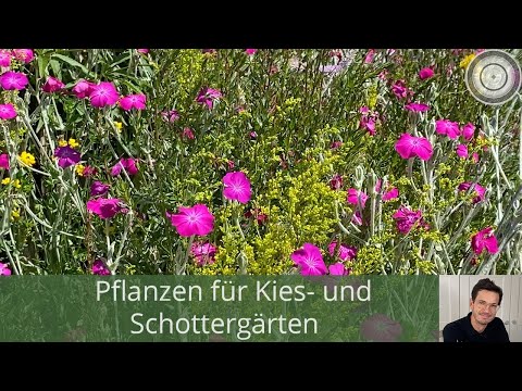 Video: Kiesgarten: Was Ist Gut Und Wie Wählt Man Pflanzen Aus?