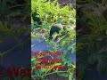 #watermalon#farming#rajshakhafarm#trendingvedeo