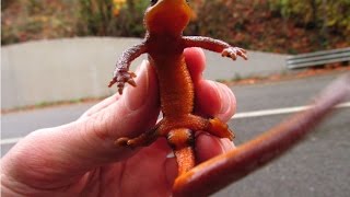 Herping The Pacific Northwest Finding Rough Skinned Newts