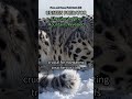16. The Ghost You've NEVER Seen: Unmasking the World's Most Elusive Hunter! ❄️🐾 #SnowLeopard #W