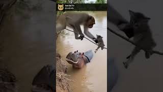 Monkey Saves Tiny Kitten From Hungry Hippo! 😱🐒