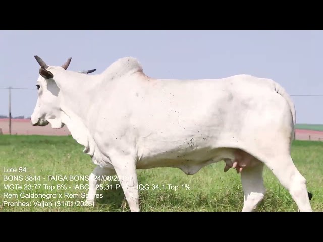 Lote 54   Leilão Trio Bonsucesso   Etapa Fêmeas Jovens