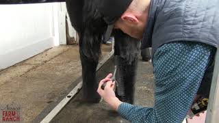 Complete Beef Cattle Fitting Tips from Nasco & CD Show Cattle