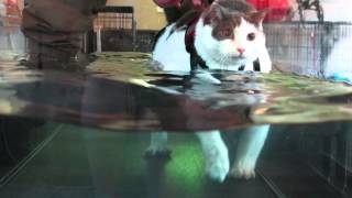 NEW: 8/26/13 Buddha the Cat on the Water Treadmill