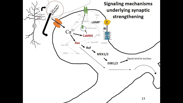 Synaptic Plasticity