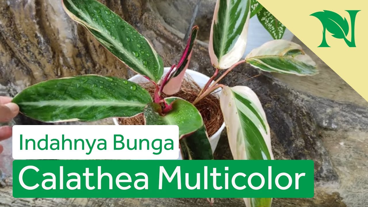Cara Menanam Dan Merawat Bunga Calathea Multicolor Agar Tumbuh Subur Youtube