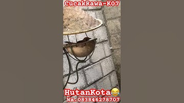 Ternak Cucak Rawa Hutan Kota Body Super Big"s #cucakrowo #cucakrawa #ternakburung #cucakrowohutan