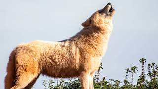 Cracking the Mystery: The REAL Difference Between a Fox, Coyote and Wolf