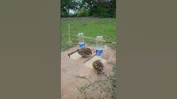 Best Bird Trap technique - Easy Quail Trap #simple bird trap #shorts