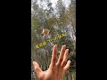 This is too obedient! #pet #cute_pet @Mimi_Sister (Sugar glider can fly)