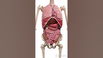 The Movements Inside the Body | 3D Anatomy Animation