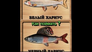 Как поймать белого и чёрного Байкальского хариуса, на локации озеро Байкал.