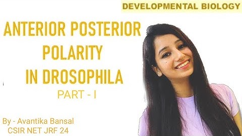 Anterior Posterior Polarity in DROSOPHILA|Maternal gene|Developmental biology|CSIRNET|Gate|ICAR|ICMR