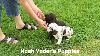 Noah Yoder's Cocker Spaniel Puppies 317 by Mt Hope Puppies 51 views 11 days ago 35 seconds