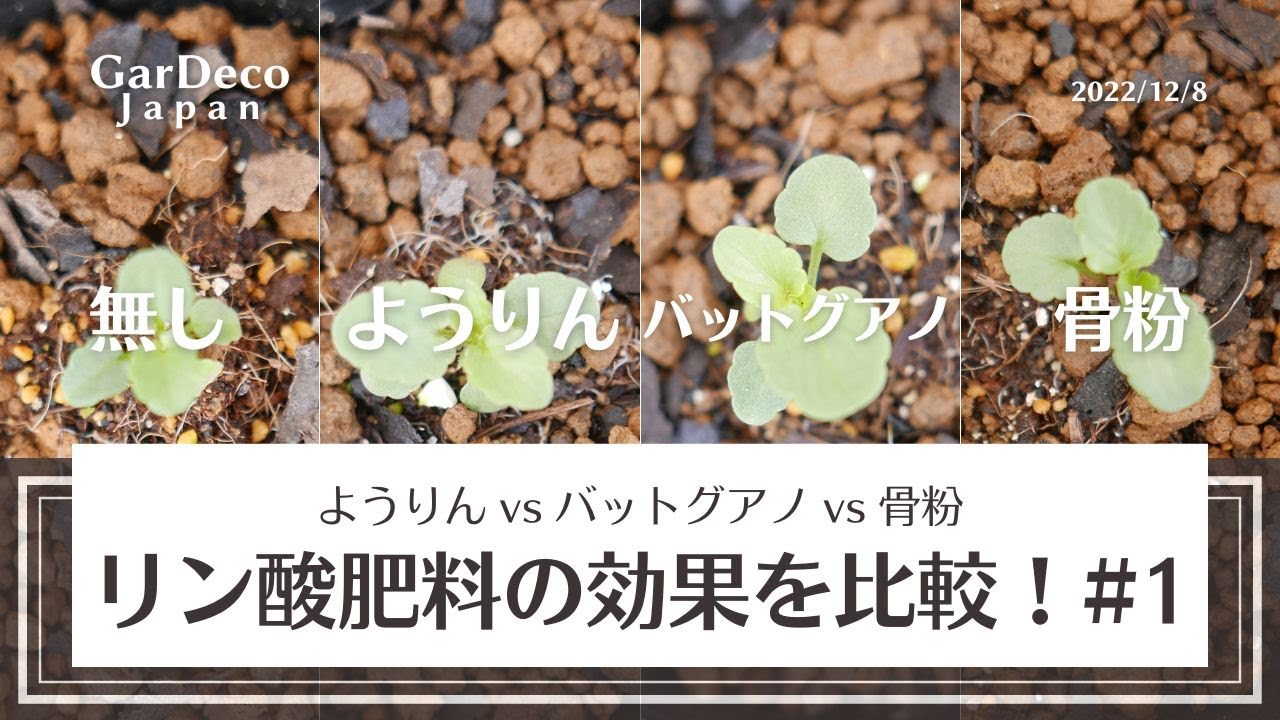 リン酸肥料の効果を比較！ようりんvsバットグアノvs骨粉#1