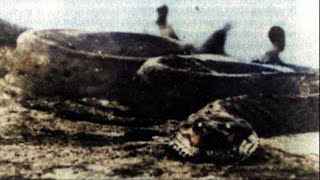 Photo Evidence Of Giant Snakes In South America
