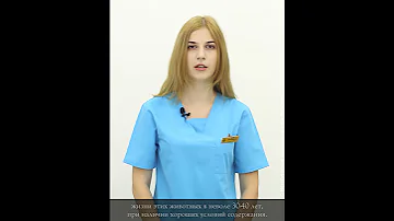 Красноухие черепахи