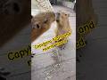 Fighting over food haha.. nearly kissed #vietnam #capybara #fun #funny #haha #cute #fyp #shorts