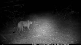 Grooming Cougar VD 00003 4 by Andy Hoffmann 6 views 1 month ago 56 seconds