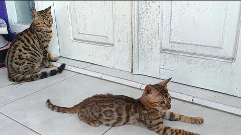Video 5277151: kucing bengal mix