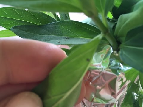 Cara Cari Monarch Ulat