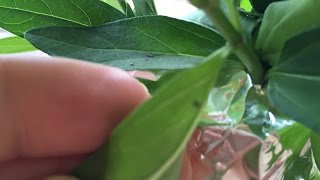 How to Find Monarch Caterpillars