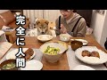 誰よりも早く着席し、まるで人間のようにみんなと一緒にご飯を食べる柴犬