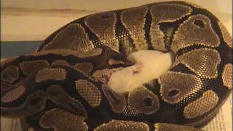 Snake Surprise