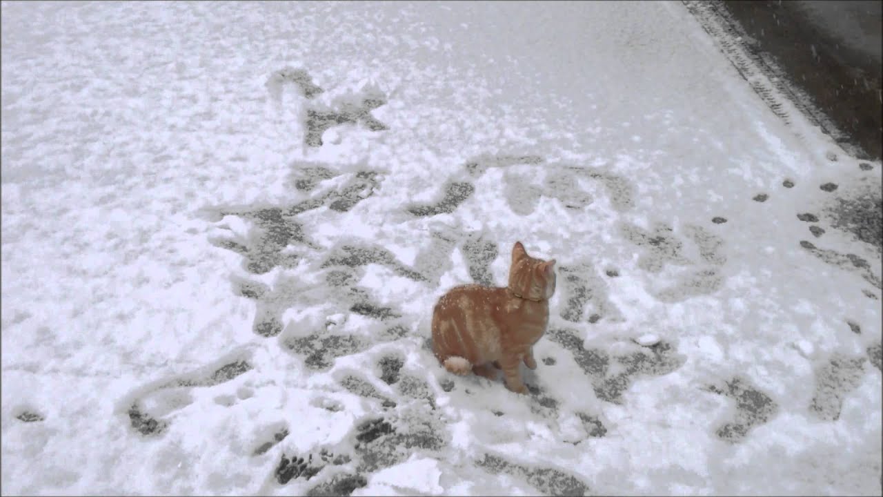 Two kittens playing for the first time in the snow YouTube