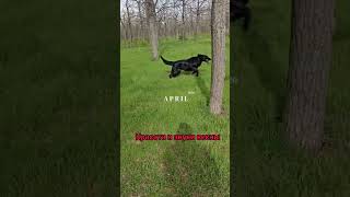 А что творит Дарки??? #flatcoatedretriever #fannydog #shorts#tiktok#fyp#dog#funny#весна#суперсобака