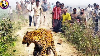 These JawDropping Leopard Attacks Will Leave You Speechless!