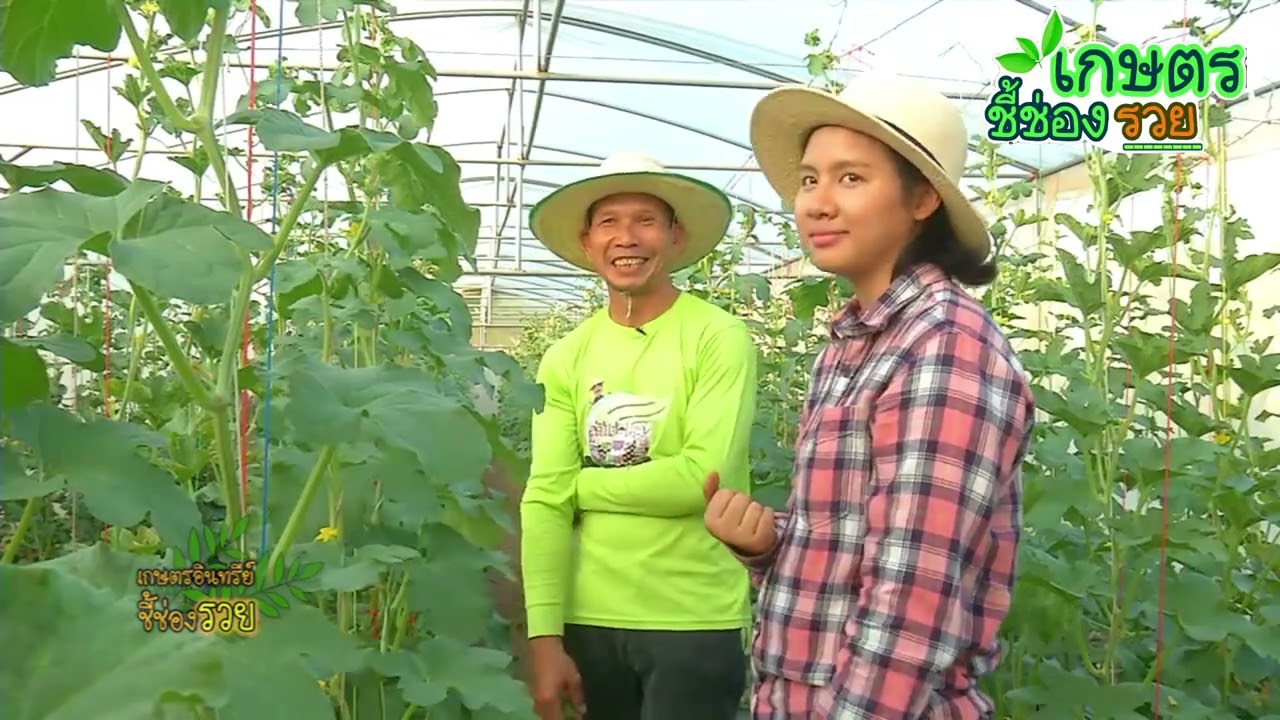 รายการเกษตรอินทรีย์ชี้ช่องรวยEP1215ปลูกเม่ล่อนปลูกผักสลัดผักอินทรีย์ในโรงเรือน