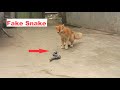 Cats are so funny you will die laughing - Funny cat VS Fake Snake Prank !