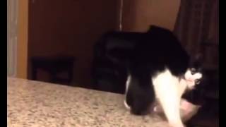 Cats being funny by Pheline Phanatic 34 views 9 years ago 2 minutes, 37 seconds