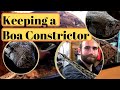 Boa Constrictor Care Guide/Keeping and Setup