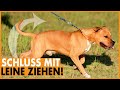 Hund zieht an der Leine I Lockere Leine mit nur einer Methode I Leinenführigkeit leicht gemacht