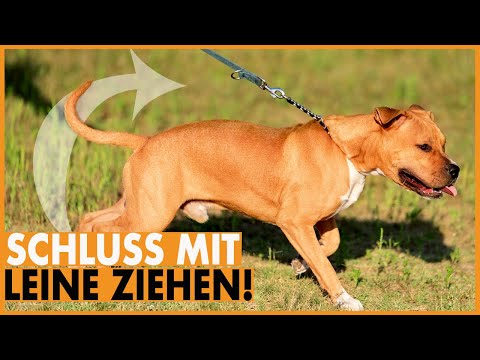 Video: Sollen Hunde in der Öffentlichkeit an der Leine geführt werden?