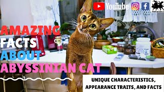 Amazing Facts About Abyssinian Cat | Abyssinian Cat Facts | Abyssinian Cat Breed | Animals Addict