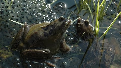 Monitoring Garden Wildlife Health using Citizen Science