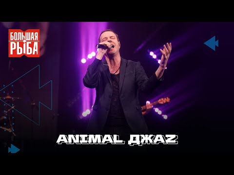Animal ДжаZ. Концерт | Живой звук