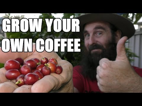Video: Informazioni sul Kentucky Coffeetree: scopri come coltivare un Kentucky Coffeetree