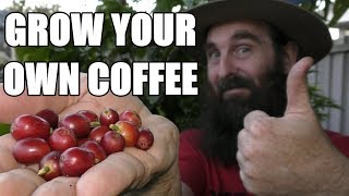 Growing Coffee In Containers & Our First Harvest